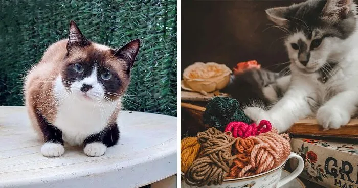 Why Do Cats Push Things Off Tables?