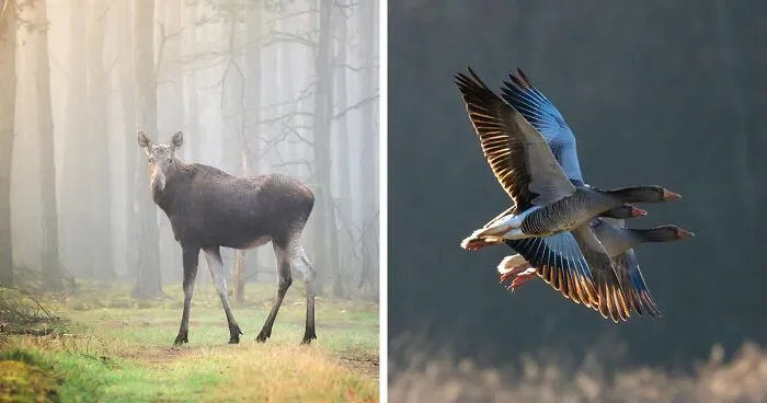 25 Captivating Photographs Of Animals In Their Natural Habitat By Alex Ugalek