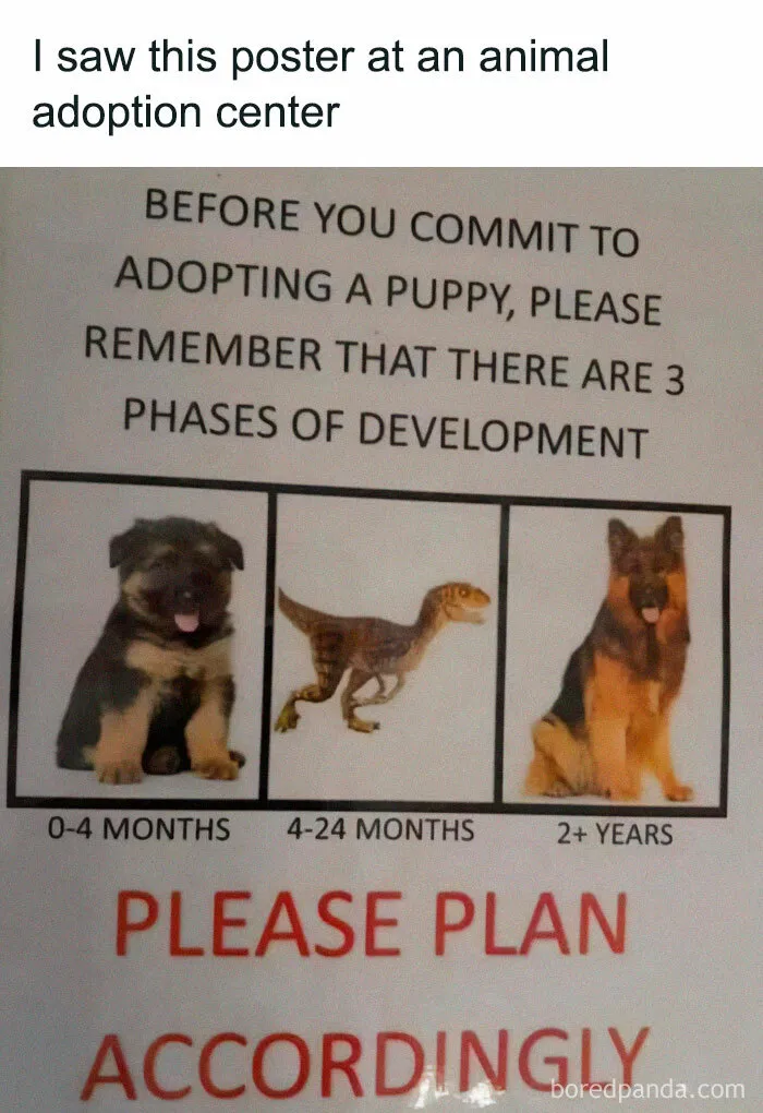 50 Hilariously Wholesome Dog Memes To Brighten Up Your Day