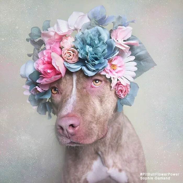 Gentle Side Of Pit Bulls: 30 Photos Encouraging People To Adopt Misunderstood Breed, By This Artist (New Pics)