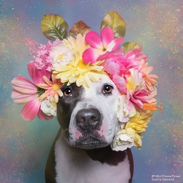 Gentle Side Of Pit Bulls: 30 Photos Encouraging People To Adopt Misunderstood Breed, By This Artist (New Pics)