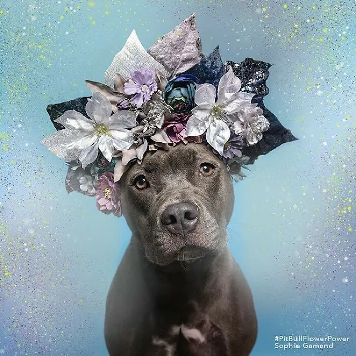 Gentle Side Of Pit Bulls: 30 Photos Encouraging People To Adopt Misunderstood Breed, By This Artist (New Pics)