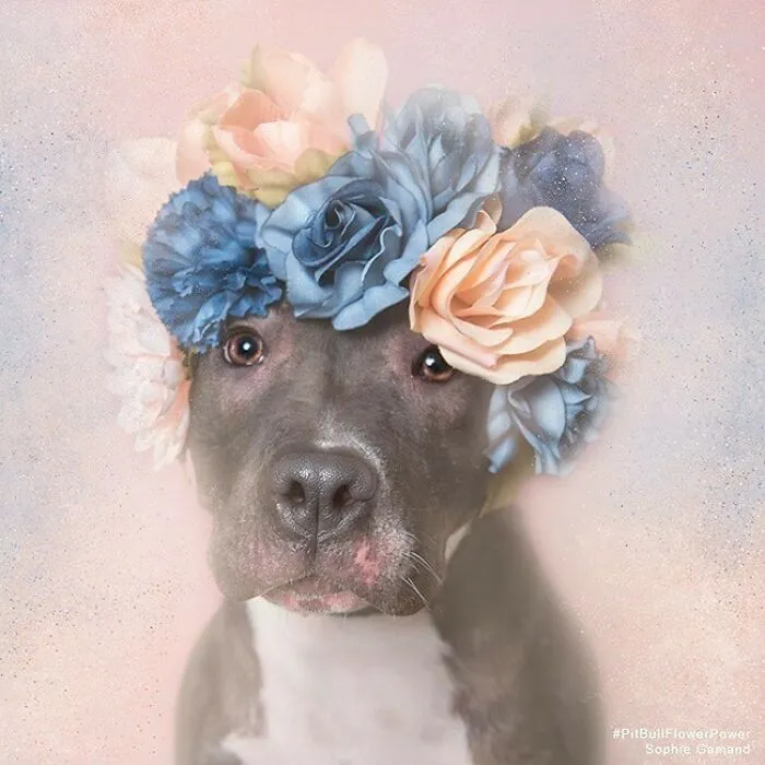 Gentle Side Of Pit Bulls: 30 Photos Encouraging People To Adopt Misunderstood Breed, By This Artist (New Pics)