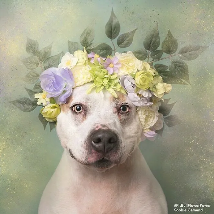 Gentle Side Of Pit Bulls: 30 Photos Encouraging People To Adopt Misunderstood Breed, By This Artist (New Pics)