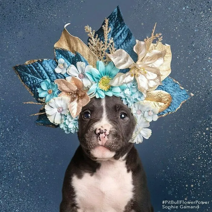 Gentle Side Of Pit Bulls: 30 Photos Encouraging People To Adopt Misunderstood Breed, By This Artist (New Pics)