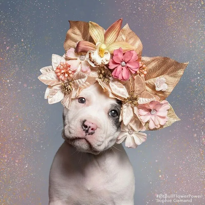 Gentle Side Of Pit Bulls: 30 Photos Encouraging People To Adopt Misunderstood Breed, By This Artist (New Pics)