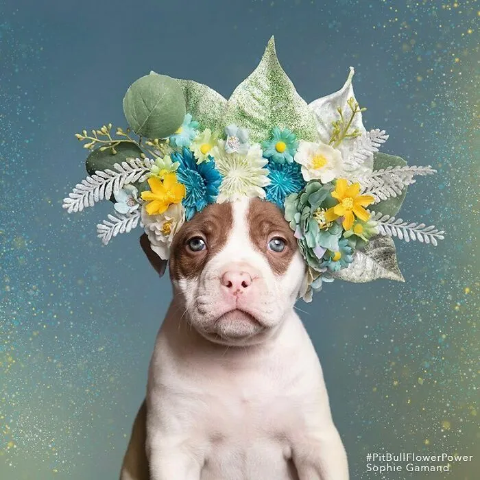 Gentle Side Of Pit Bulls: 30 Photos Encouraging People To Adopt Misunderstood Breed, By This Artist (New Pics)
