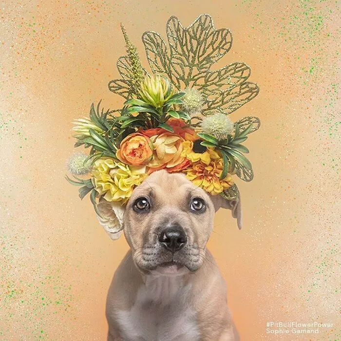 Gentle Side Of Pit Bulls: 30 Photos Encouraging People To Adopt Misunderstood Breed, By This Artist (New Pics)