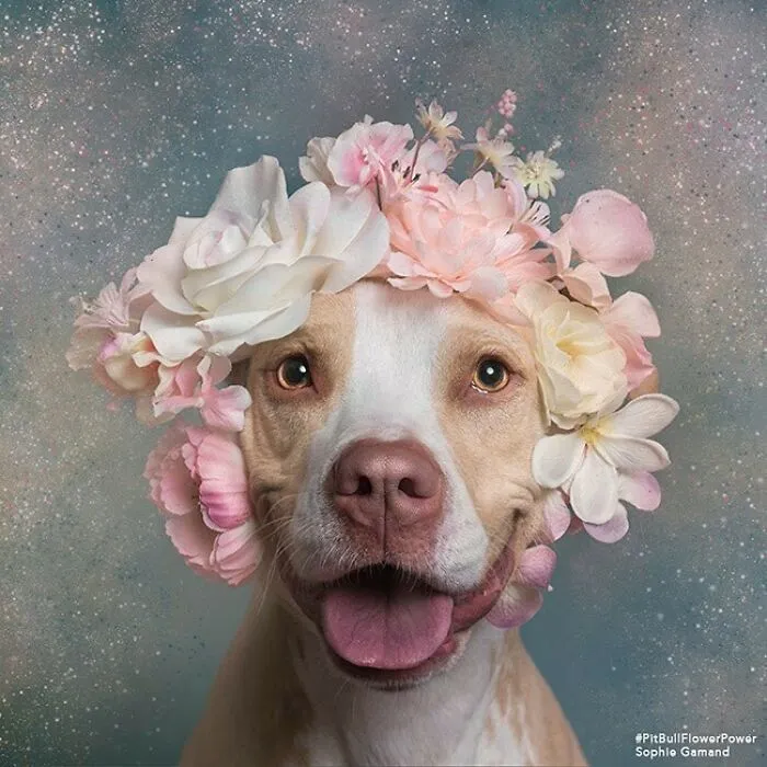 Gentle Side Of Pit Bulls: 30 Photos Encouraging People To Adopt Misunderstood Breed, By This Artist (New Pics)