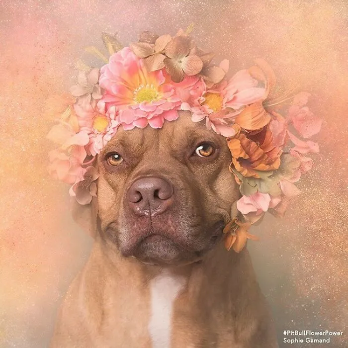 Gentle Side Of Pit Bulls: 30 Photos Encouraging People To Adopt Misunderstood Breed, By This Artist (New Pics)