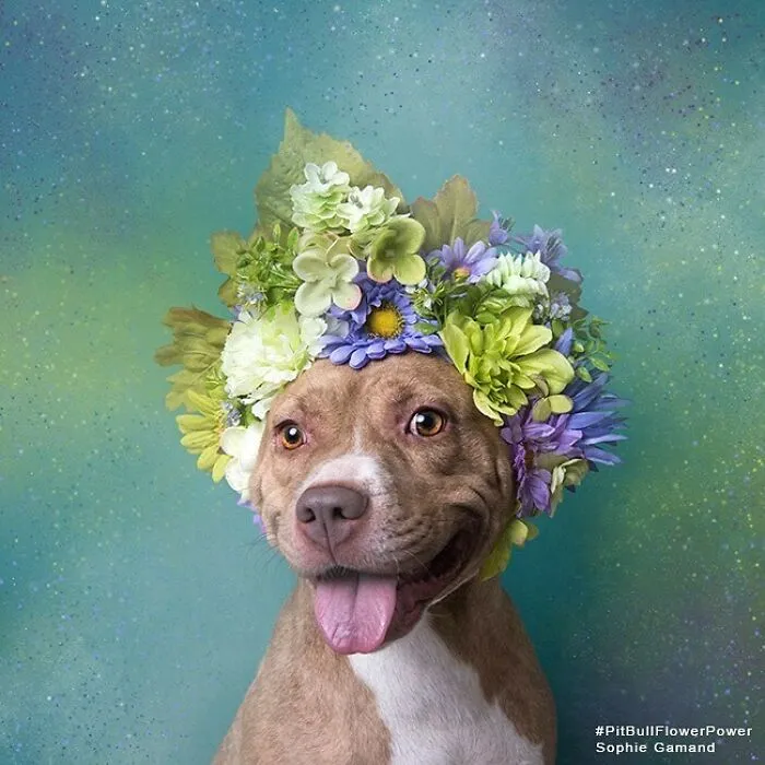 Gentle Side Of Pit Bulls: 30 Photos Encouraging People To Adopt Misunderstood Breed, By This Artist (New Pics)