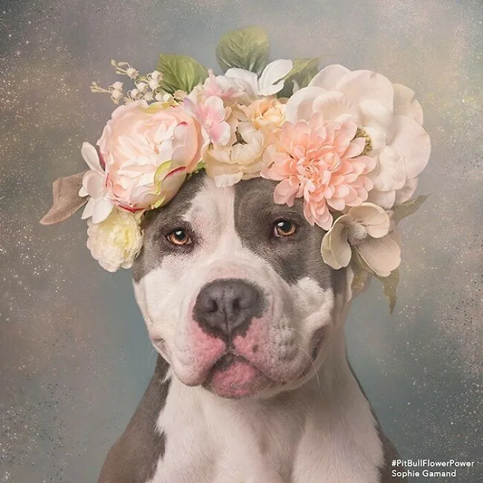 Gentle Side Of Pit Bulls: 30 Photos Encouraging People To Adopt Misunderstood Breed, By This Artist (New Pics)