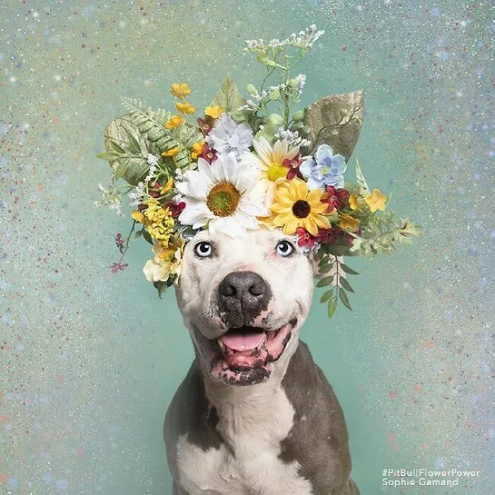 Gentle Side Of Pit Bulls: 30 Photos Encouraging People To Adopt Misunderstood Breed, By This Artist (New Pics)