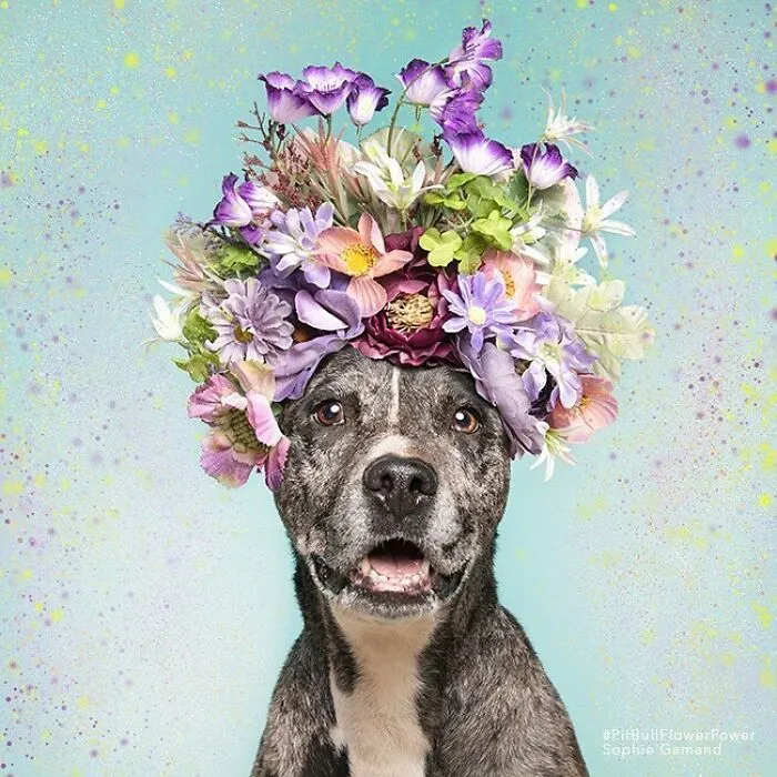 Gentle Side Of Pit Bulls: 30 Photos Encouraging People To Adopt Misunderstood Breed, By This Artist (New Pics)