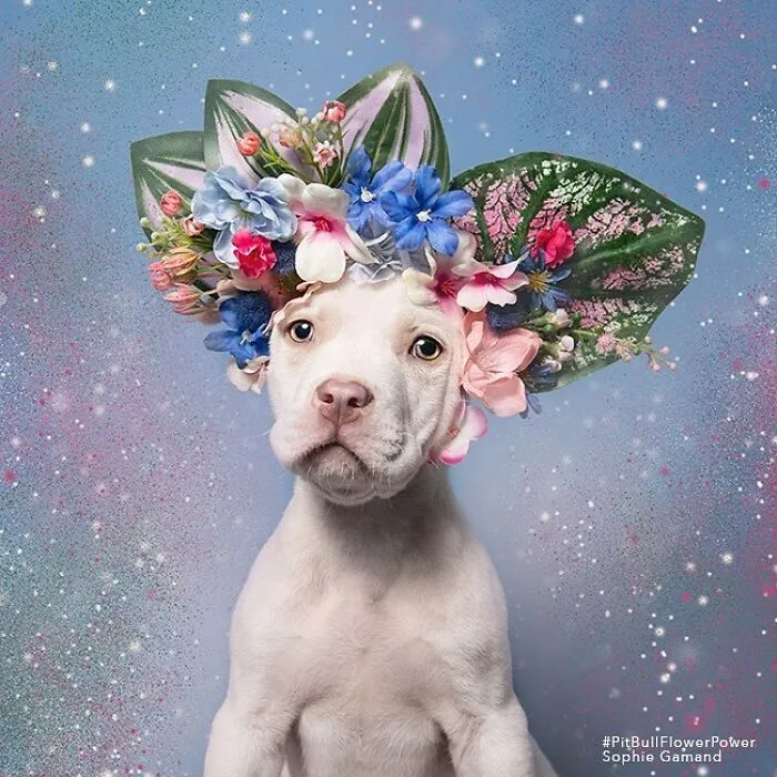 Gentle Side Of Pit Bulls: 30 Photos Encouraging People To Adopt Misunderstood Breed, By This Artist (New Pics)