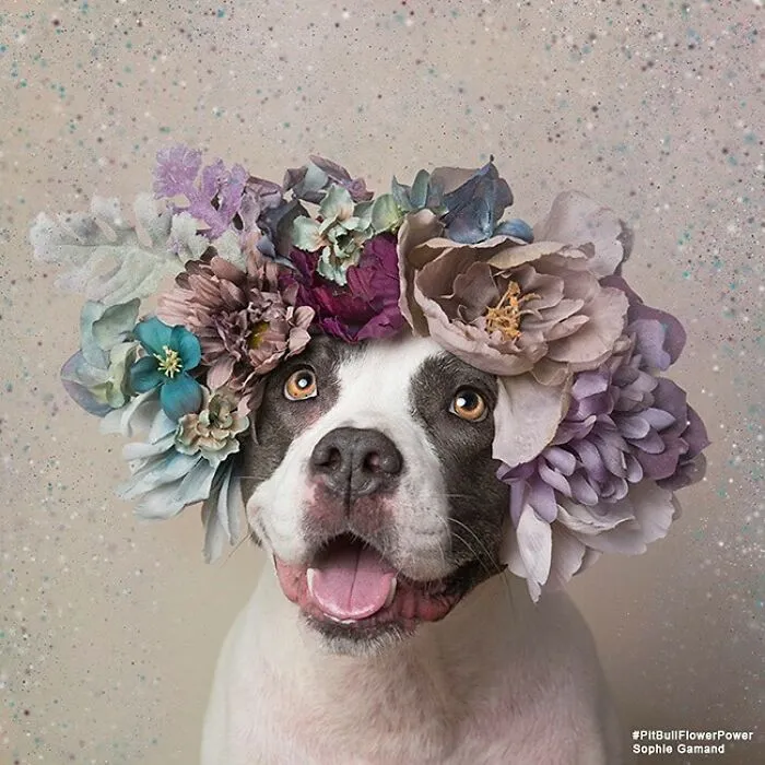 Gentle Side Of Pit Bulls: 30 Photos Encouraging People To Adopt Misunderstood Breed, By This Artist (New Pics)