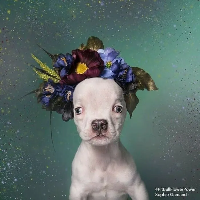 Gentle Side Of Pit Bulls: 30 Photos Encouraging People To Adopt Misunderstood Breed, By This Artist (New Pics)