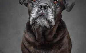 I Interviewed Dogs And Wrote A Book Sharing Their Stories, Here Are 15 Of The Featured Dogs