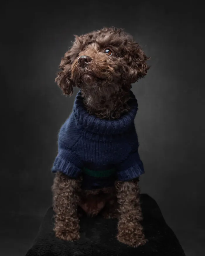Briars - The Handsome Adventurer