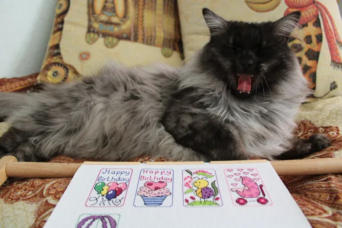 My Second Cross Stitch Assistant (Though I Don’t Understand Whether He’s Yawning Or Laughing At My Project)