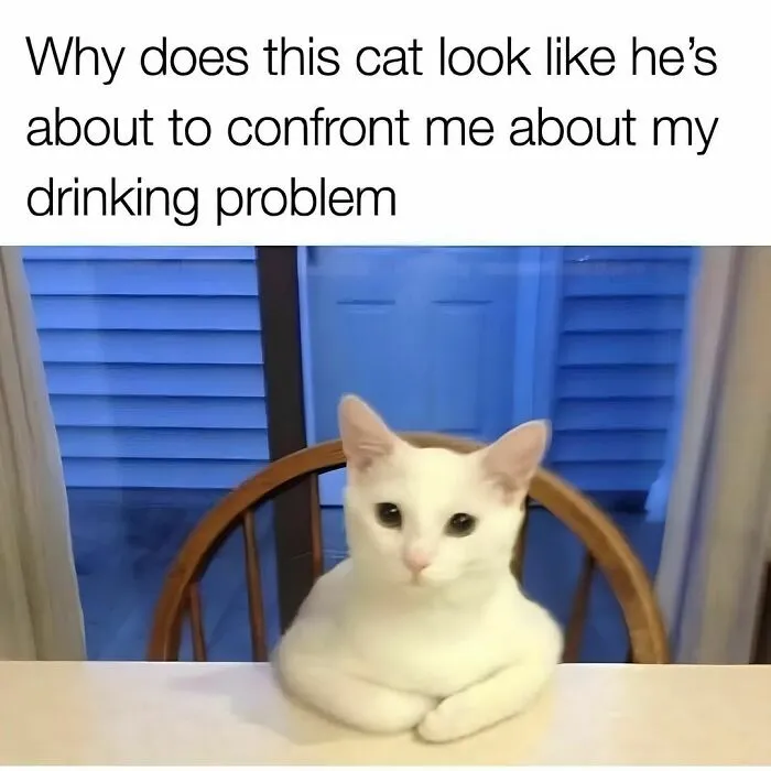 50 Funny Cat Memes That Are Better Than Netflix, As Shared On “Catsflix”
