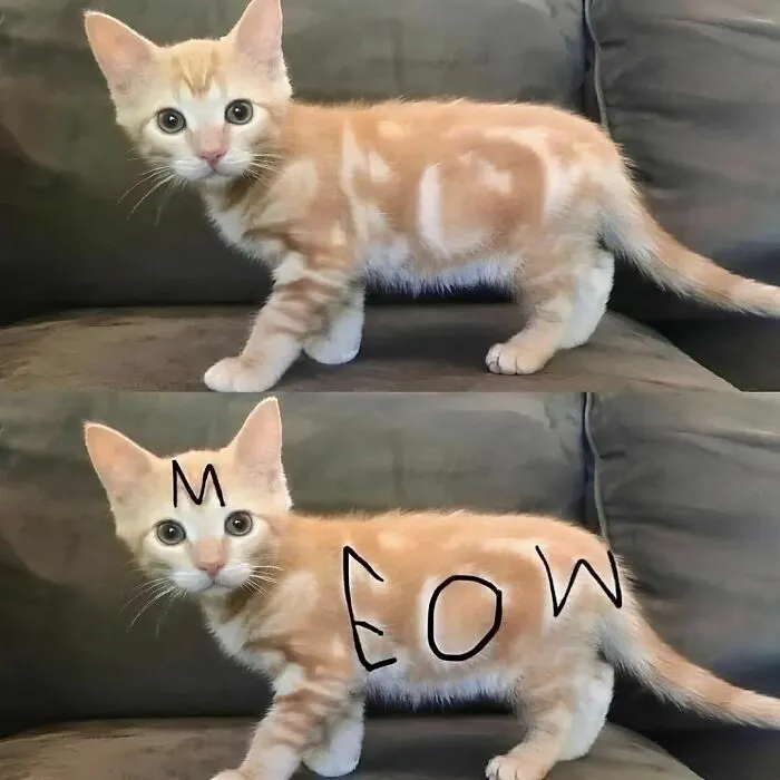 50 Funny Cat Memes That Are Better Than Netflix, As Shared On “Catsflix”