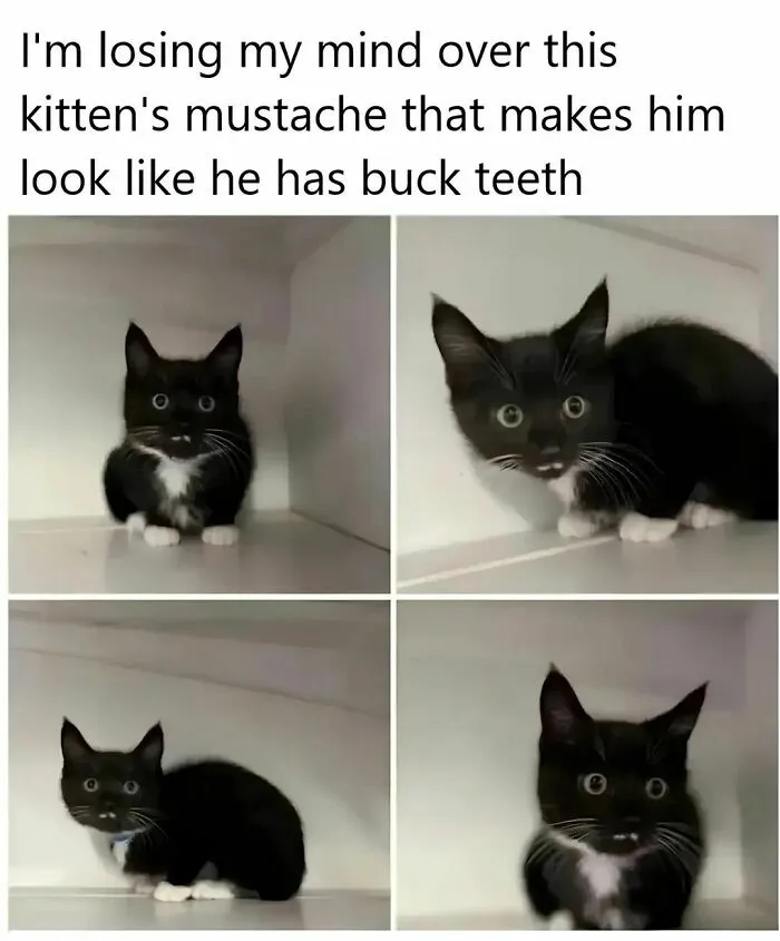 50 Funny Cat Memes That Are Better Than Netflix, As Shared On “Catsflix”