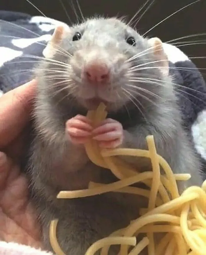 50 Adorable Pics That Might Convince You To Get A Pet Rat