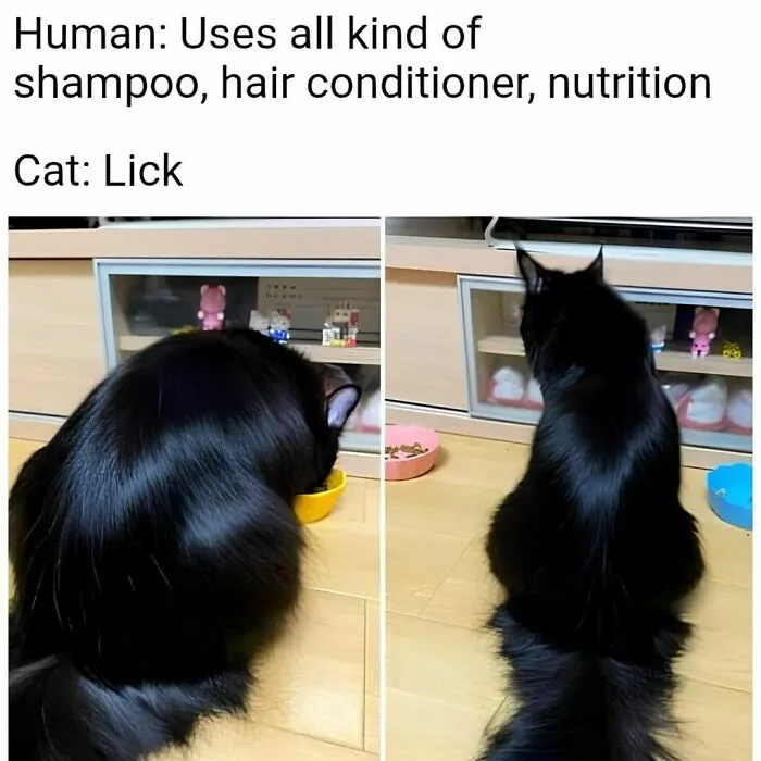 50 Funny Cat Memes That Are Better Than Netflix, As Shared On “Catsflix”
