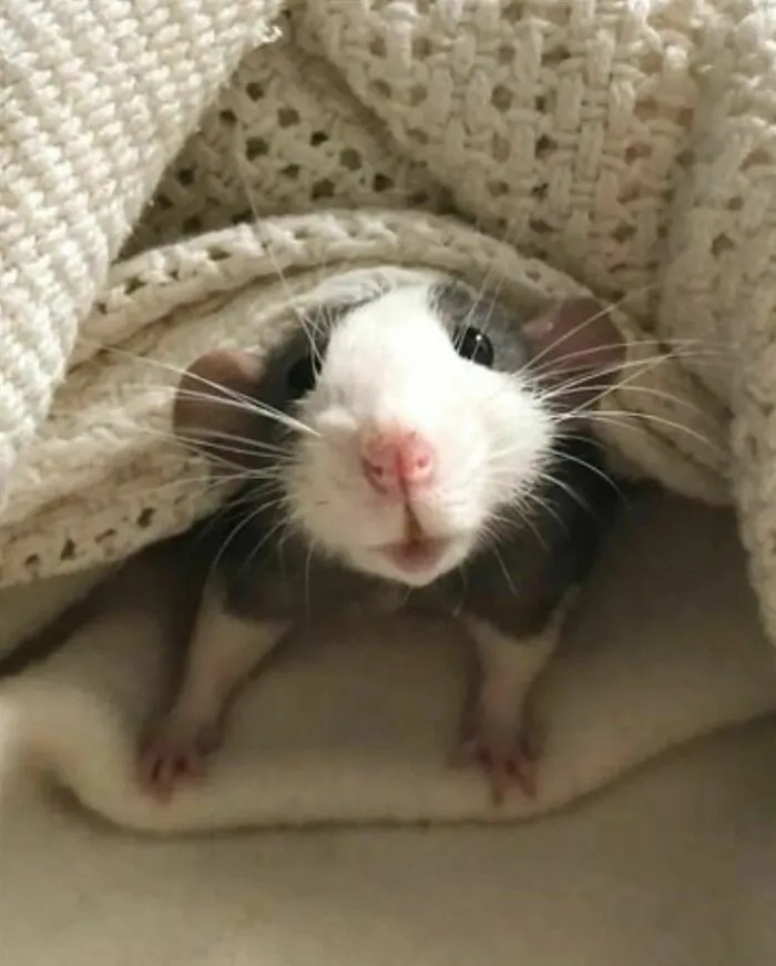 50 Adorable Pics That Might Convince You To Get A Pet Rat