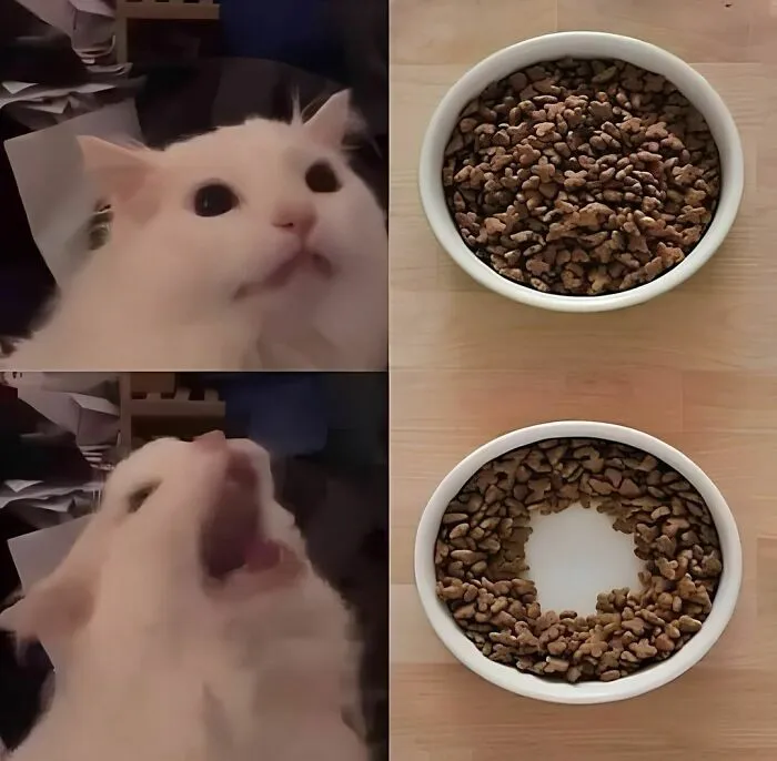 20 Divertidos memes de gatos que entretienen más que Netflix