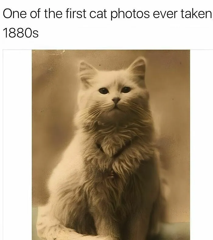 50 Funny Cat Memes That Are Better Than Netflix, As Shared On “Catsflix”