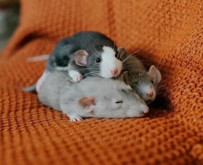 50 Adorable Pics That Might Convince You To Get A Pet Rat