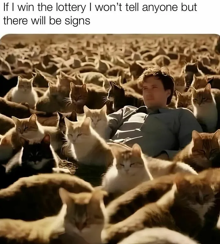 50 Funny Cat Memes That Are Better Than Netflix, As Shared On “Catsflix”