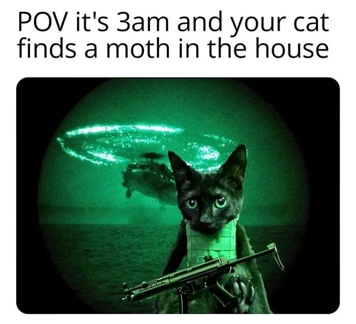 50 Funny Cat Memes That Are Better Than Netflix, As Shared On “Catsflix”