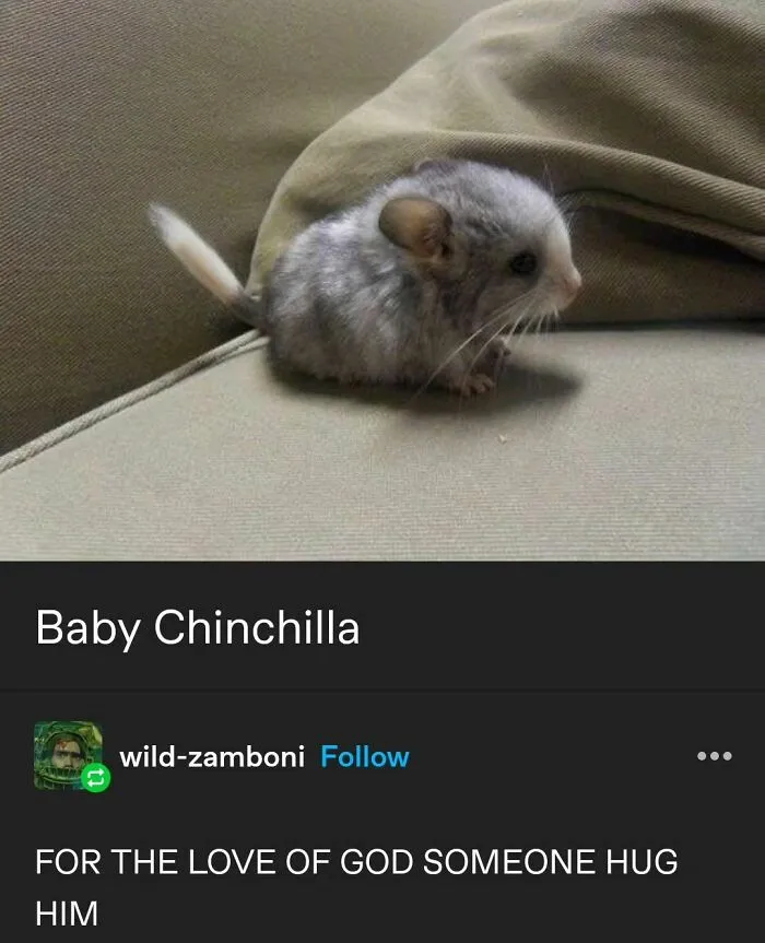 50 Hilarious Animal Memes To Leave You Cackling Like A Hyena