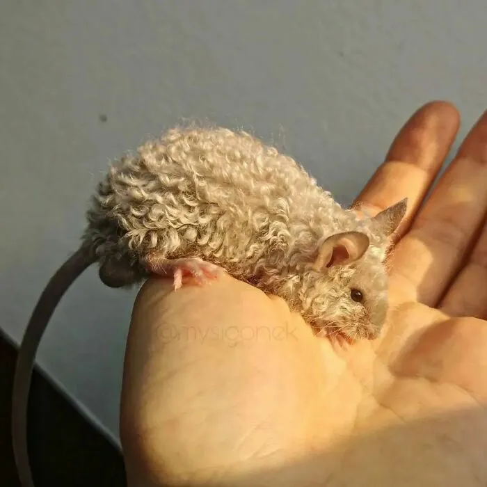 50 Adorable Pics That Might Convince You To Get A Pet Rat