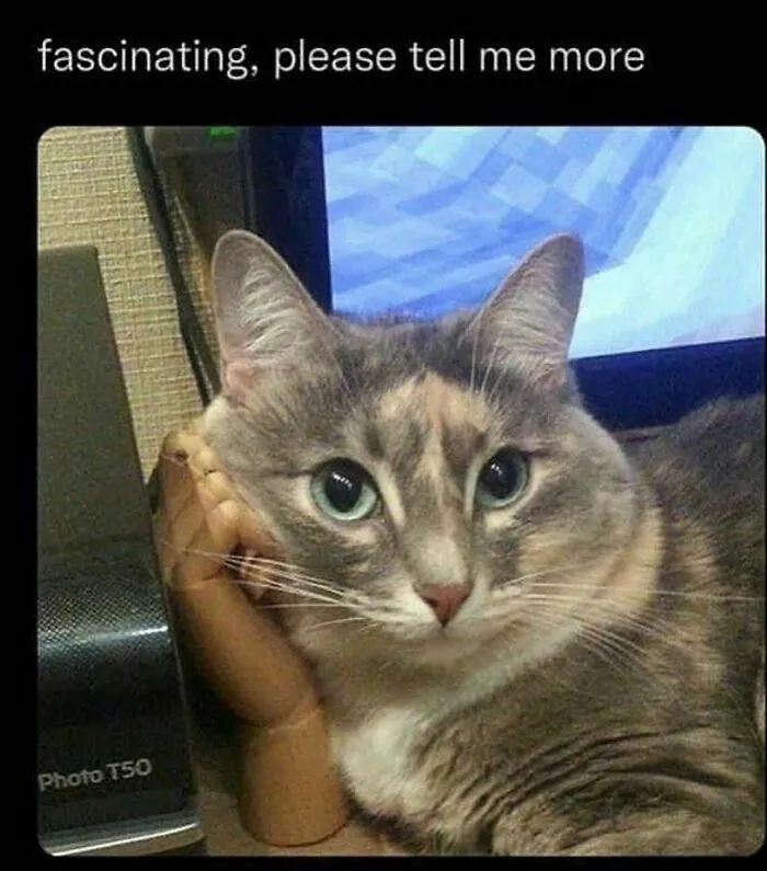 50 Funny Cat Memes That Are Better Than Netflix, As Shared On “Catsflix”
