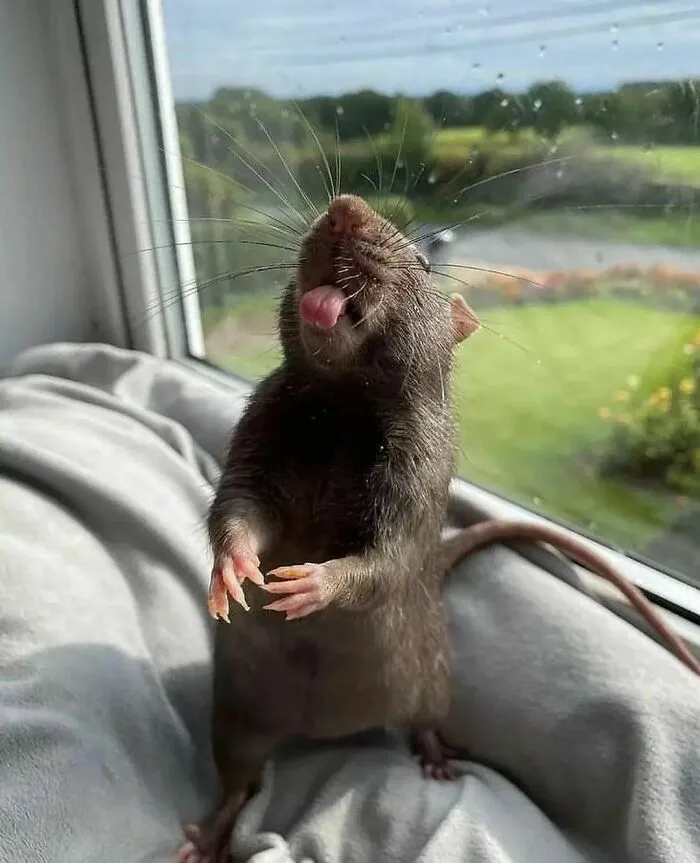 50 Adorable Pics That Might Convince You To Get A Pet Rat