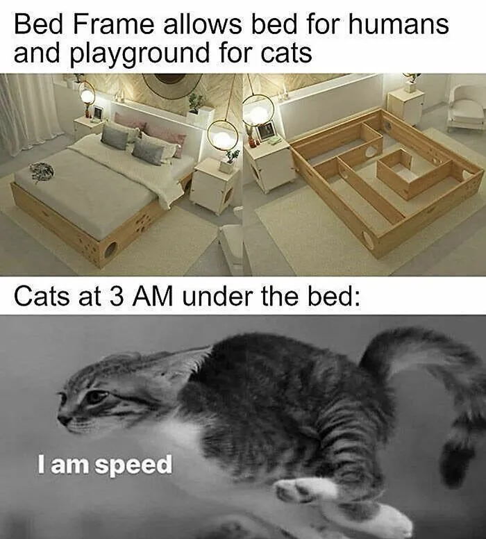 50 Funny Cat Memes That Are Better Than Netflix, As Shared On “Catsflix”