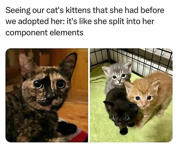 50 Funny Cat Memes That Are Better Than Netflix, As Shared On “Catsflix”
