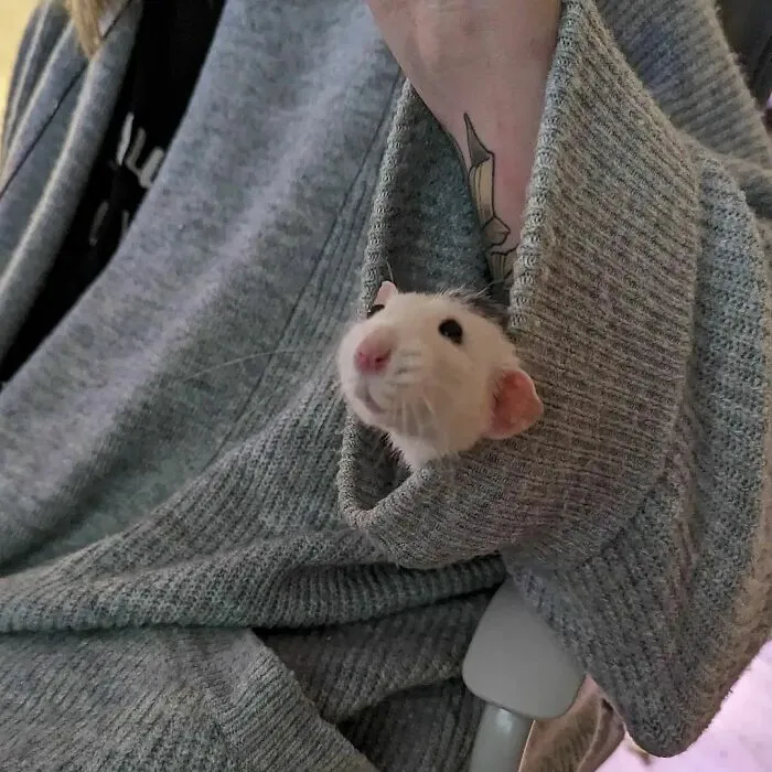 50 Adorable Pics That Might Convince You To Get A Pet Rat