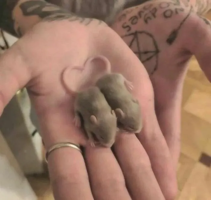 50 Adorable Pics That Might Convince You To Get A Pet Rat