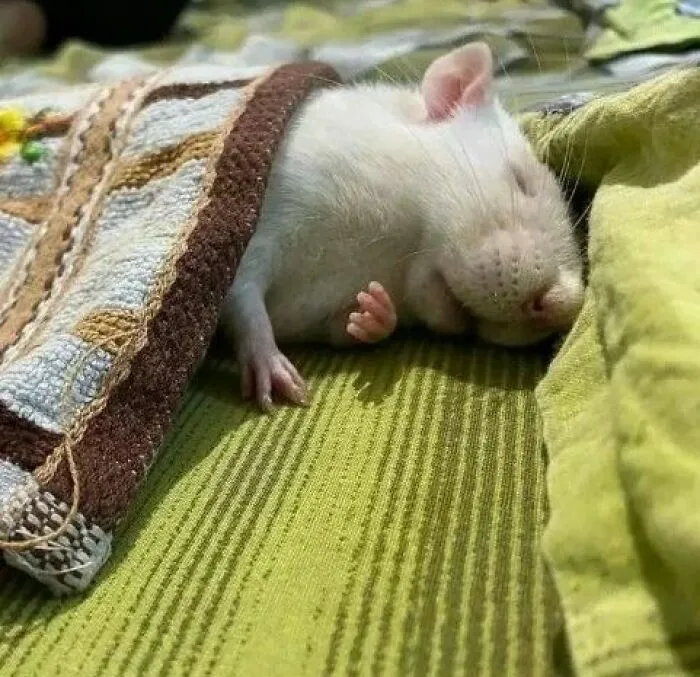 50 Adorable Pics That Might Convince You To Get A Pet Rat