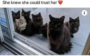 50 Hilarious Animal Memes To Leave You Cackling Like A Hyena