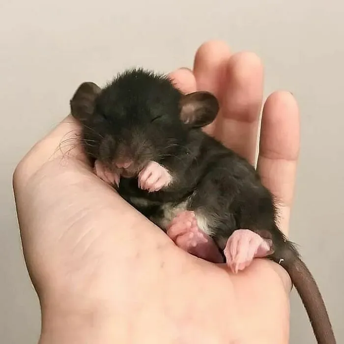 50 Adorable Pics That Might Convince You To Get A Pet Rat