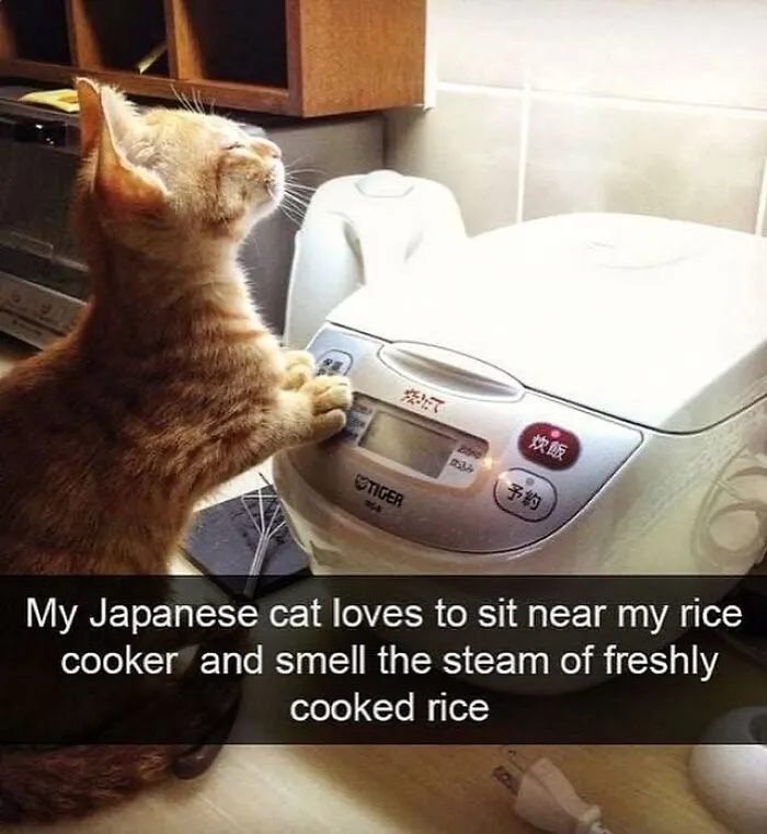 50 Funny Cat Memes That Are Better Than Netflix, As Shared On “Catsflix”
