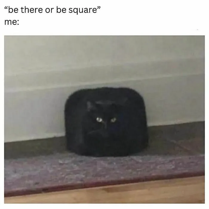 50 Funny Cat Memes That Are Better Than Netflix, As Shared On “Catsflix”