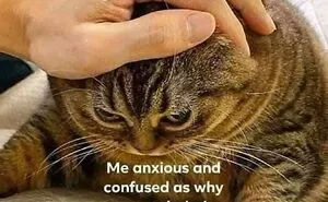 50 Hilariously Relatable Memes From “Just Nihilist Things”
