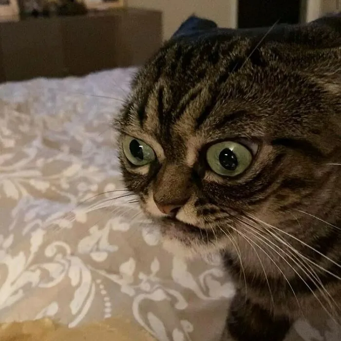 Grumpy Cat